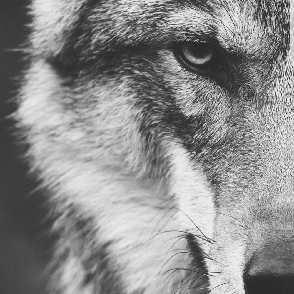 Meet your Posher, Johnny